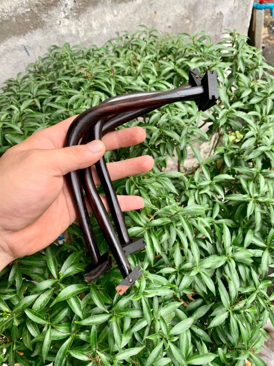 Cám Thay Lông Đặc Biệt Cho Chào Mào
