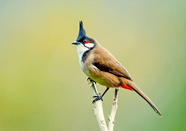 Chào Mào căng lửa