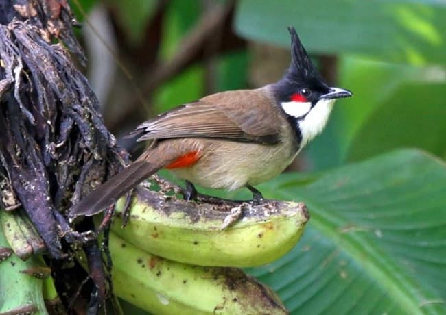 Chào Mào chiến binh