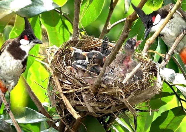 Chào Mào mào đẹp