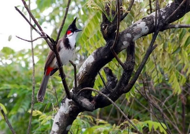 Chào Mào trên cành